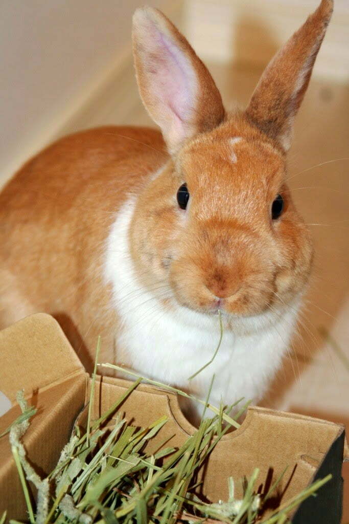 what to feed my rabbit