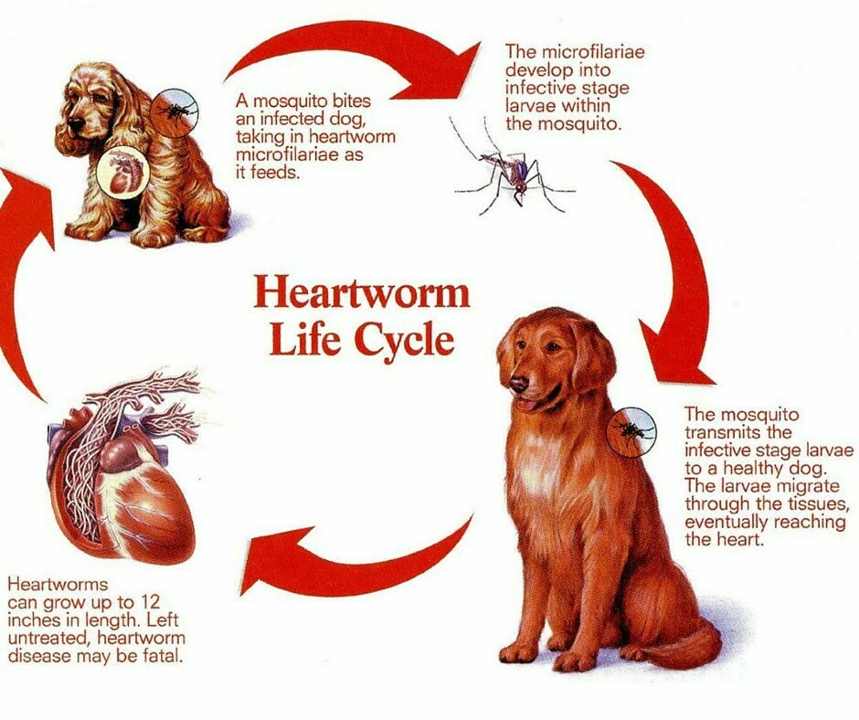 heartworm tablets for dogs australia