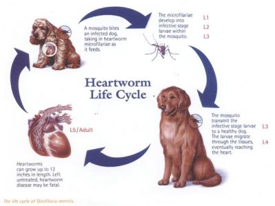 heart worm life cycle