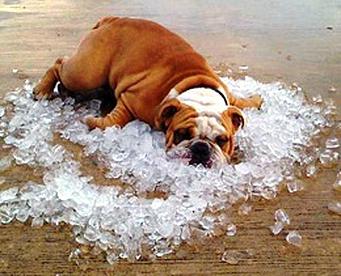 bull dog lying in pool of ice during extreme weather