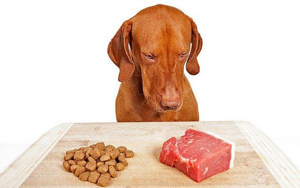 dog choosing between dry kibble diet and natural pet diet