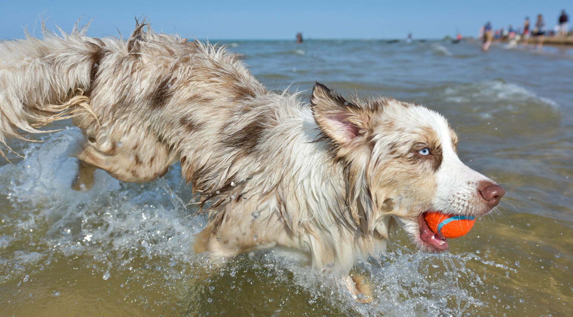 healthy looking dog jumping through waves 