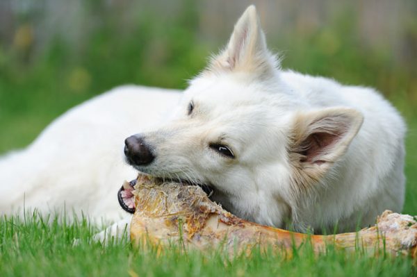 dog-chewing-on-bone no dental disease