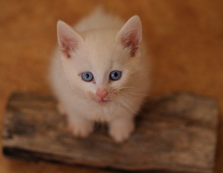 Cat Blue Eyes