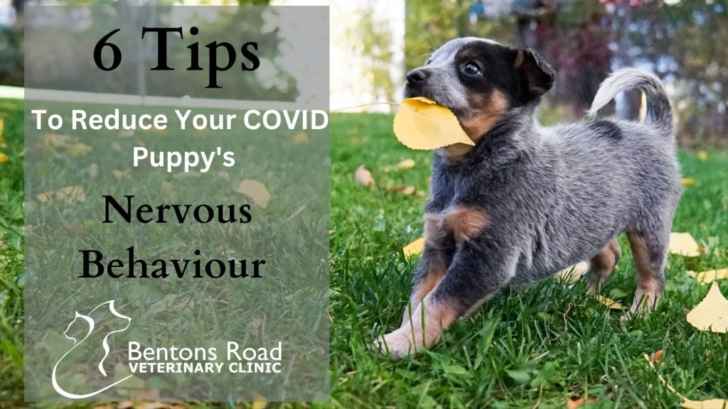 6 Tips to reduce your COVID puppys nervous behaviour 1