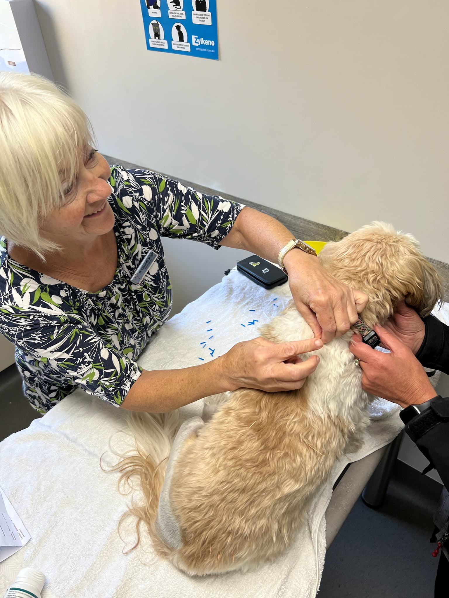 Acupuncture in animals helps with tissue repair