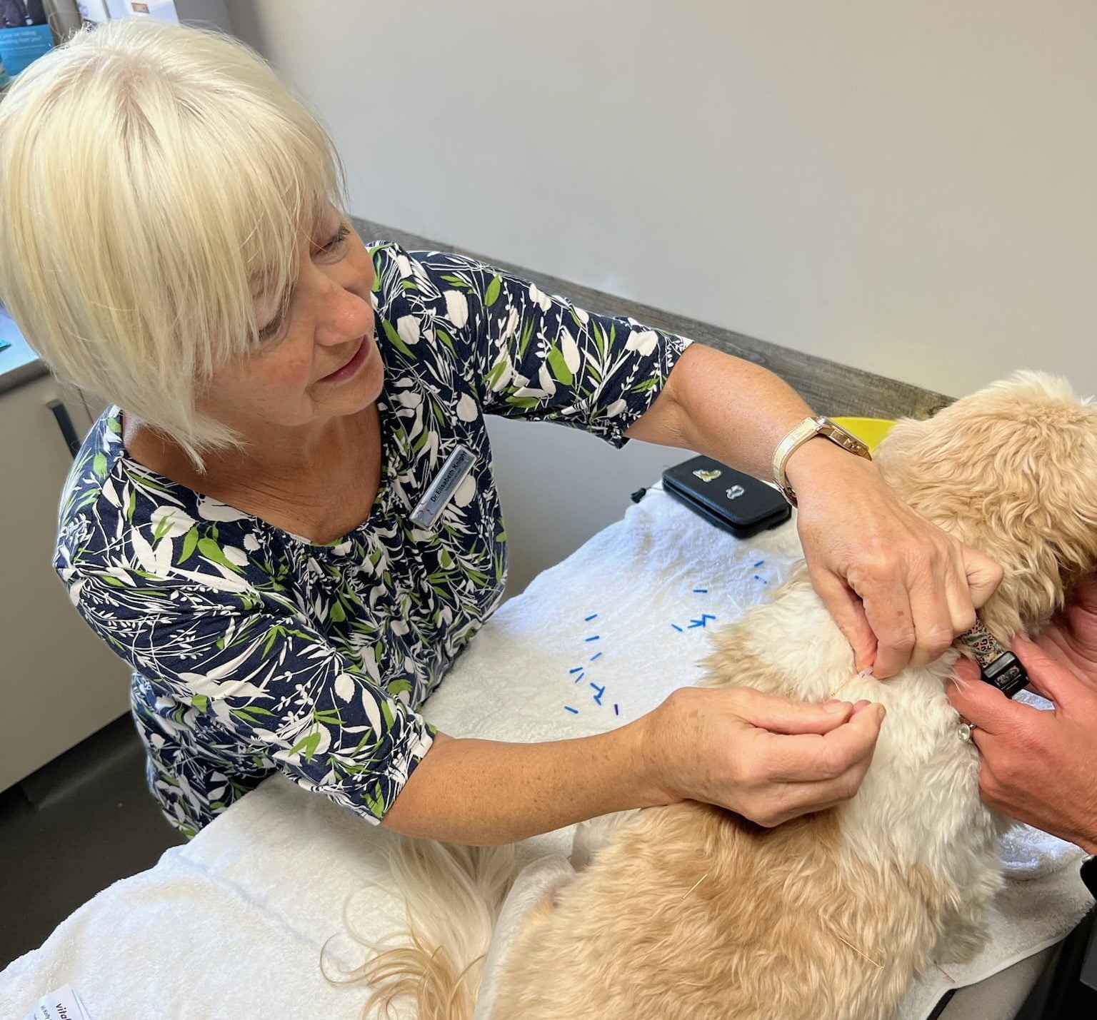 Inserting acupuncture needle to help tissue healing in a dog