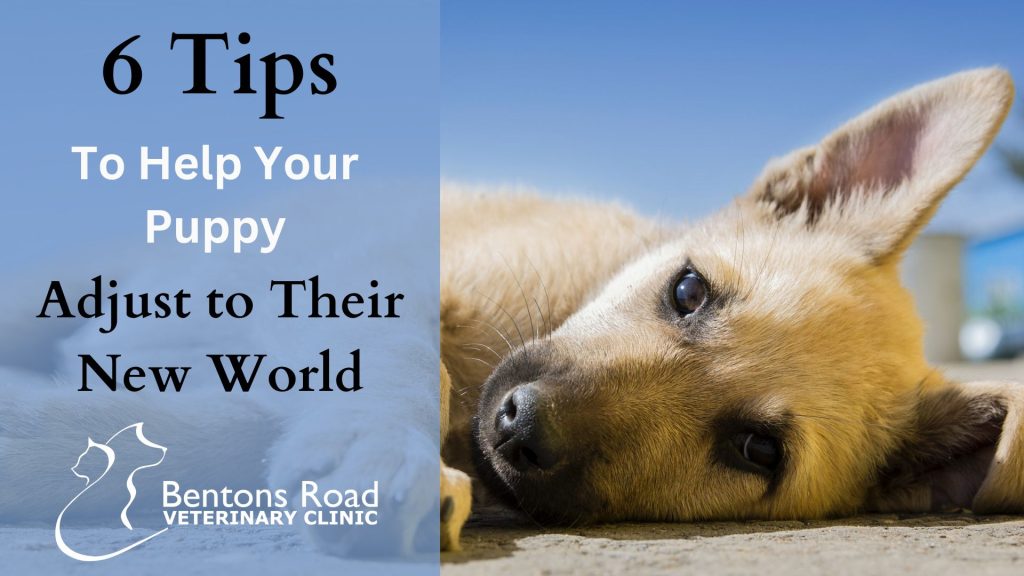 6 Tips to help your puppy adjust to their new world 1