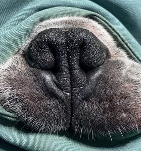 Dog nose before BOAS surgery
