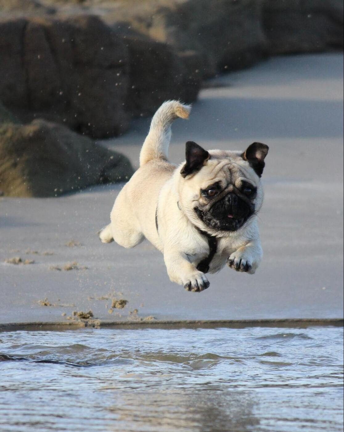 Pug running and jumping on beach