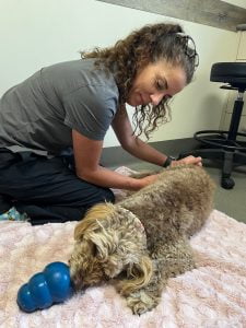 Rehabilitative massage therapy for dogs