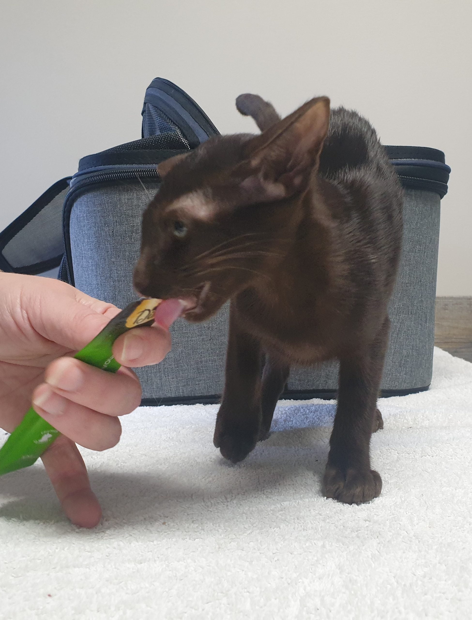 Cat using a lick stick stress free pet
